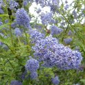 Ceanothus thyrsiflorus 'Cascade' P19 (3)